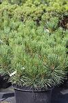 Pinus mugo Mughus co 10l, 40/50 cm. - Пинус Клек муго Мугос