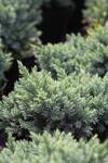 Juniperus sq. Blue Star co 1l - Хвойна Синята звезда