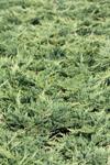 Juniperus hor. Prince of Wales co 1l - Юниперус  Хвойна Принцът на Уелс