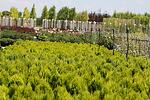 Thuja orientalis Aurea Nana co 1l - Източна туя Ауреа ниска форма