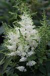 Astilbe arendsii Astary White co 1l - Бяло астилбе