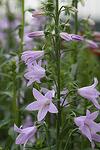 Adenophora latifolia Gaudi Violet co 1l - Аденофора - Звъника - Камбанка