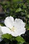 Hibiscus syriacus Diana co 3l - Хибискус Дървовидна ружа Диана