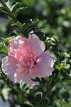 Hibiscus syriacus Pink Chiffon co 3l - Хибискус Дървовидна ружа Пинк Шифон