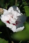Hibiscus syriacus Shintaeyang co 3l - Хибискус Дървовидна ружа Шинтае