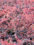 Berberis thunbergii Rose Glow - Кисел трън
