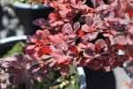 Berberis thunbergii Rose Glow - Кисел трън