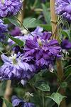 Clematis Floral Dance co 2l - Клематис Цветен Танц