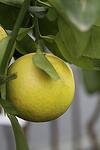 Citrus Pompelmo Marsh seedleеs co 15l - Цитрус Грейфрут на Марш