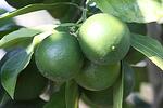 Citrus Unshiu - Miyagawa Satsuma - Японска мандарина студоиздръжлива