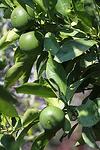 Citrus clementina Unshiu - Miyagawa Satsuma co 15l - Цитрус Японска мандарина студоустойчива