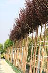 Prunus cerasifera Nigra co 45l, stam 220 cm. - Прунус Червенолистна слива