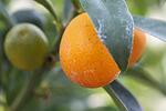Citrus Kumquat co 15l - Кункуат-Copy