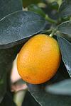 Citrus Kumquat co 15l - Кункуат-Copy