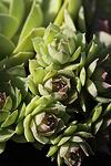 Sempervivum BigSam Pink Pomelo co 1l - Семпервивум Пинк Помело
