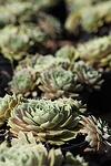 Sempervivum BigSam Purple Quartz co 1l - Семпервивум Лилав Кварц