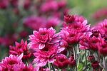 Chrysanthemum Pink co 3l - Хризантема розова