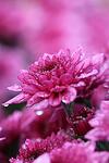 Chrysanthemum Pink co 3l - Хризантема розова