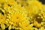 Chrysanthemum Yellow co 3l - Хризантема жълта 35/40 см
