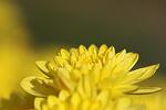 Chrysanthemum Yellow co 3l - Хризантема жълта 35/40 см