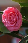 Camellia japonica Pink co 7l - Розова камелия