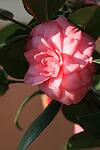 Camellia japonica Pink co 7l - Розова камелия