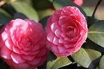 Camellia japonica Pink co 7l - Розова камелия