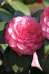 Camellia japonica Pink co 7.5l - Камелия розова