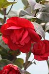 Camellia japonica co 7.5l - Червена камелия
