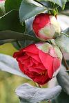 Camellia japonica co 7l - Червена камелия