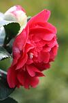 Camellia japonica co 7l - Червена камелия