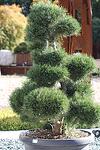 Pinus mugo Galica co 90l, Bonsai - Пинус муго бонзай