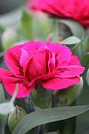 Dianthus Oscar Purple co 1l - Карамфил пурпурен