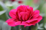 Dianthus Oscar Purple co 1l - Карамфил пурпурен