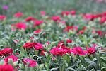 Dianthus Oscar Purple co 1l - Карамфил пурпурен