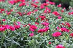 Dianthus Oscar Purple co 1l - Карамфил пурпурен
