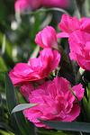Dianthus Oscar Neon Pink co 1l - Карамфил розов