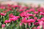 Dianthus Oscar Neon Pink co 1l - Карамфил розов