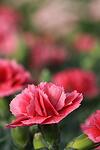 Dianthus sopertrouper Elise co 1l - Карамфил Елиса