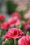 Dianthus sopertrouper Elise co 1l - Карамфил Елиса
