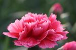 Dianthus sopertrouper Elise co 1l - Карамфил Елиса