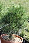 Pinus nigra Spielberg co 5l - Черен бор Спилбърг