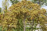 Acer palm. Dissectum co 350l, stam 230 bonsai - Японски явор бонзай