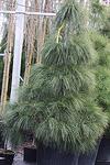 Pinus wallichiana co 160l, 250/300 cm - Хималайски бор