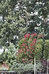 Pinus wallichiana co 160l, 250/300 cm - Хималайски бор