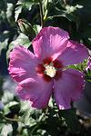 Hibiscus syriacus Aphrodite co 3l - Хибискус Дървовидна ружа Афродита