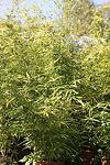 Bambusa 15l, 150/200 см - Бамбук