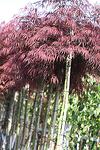 Acer palm. Tamukeyama co 15l, stam 160 cm - Ацер палматум  Японски клен Тамукеама