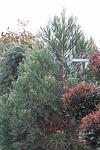 Sequoiadendron giganteum co 45l, 175/200 см - Секвоя гигантея