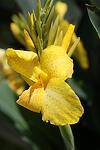 Canna green Yellow co 1.5l - Жълта кана